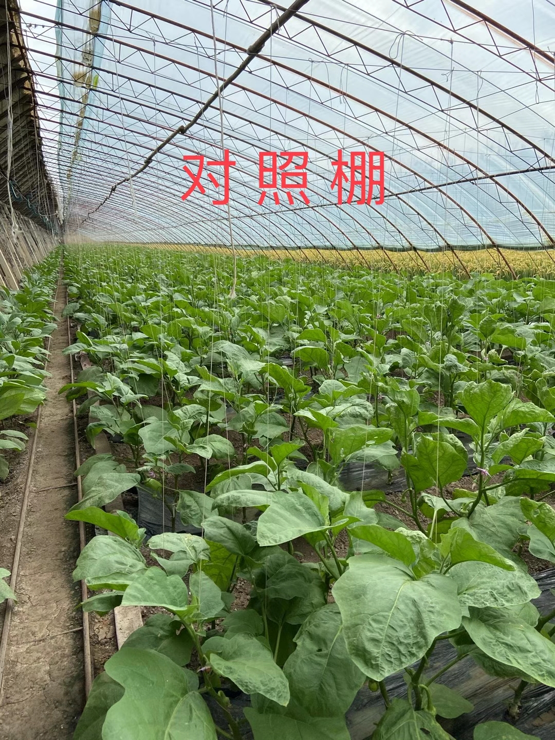 <a href=http://www.shanghailishan.com target=_blank class=infotextkey>上海立杉</a>水溶肥在北方暖棚茄子上的效果反馈3