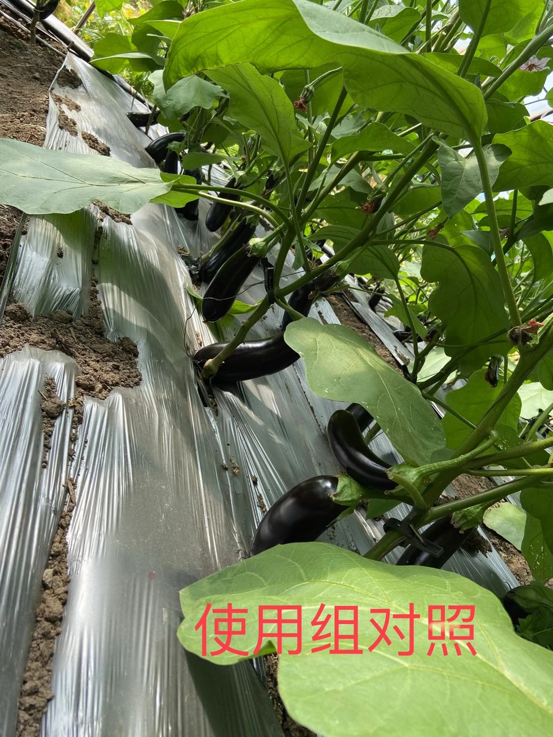 <a href=http://www.shanghailishan.com target=_blank class=infotextkey>上海立杉</a>水溶肥在北方暖棚茄子上的效果反馈5