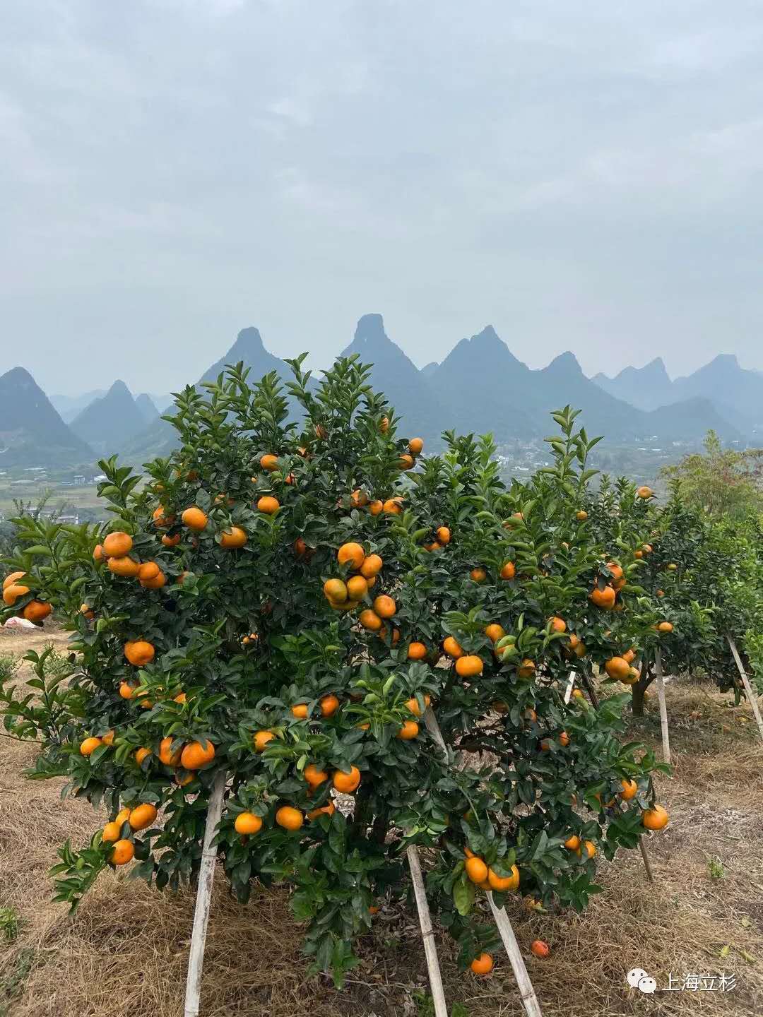 立杉炭基肥助力柑橘增产增收2